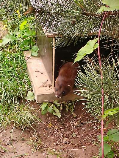 Europäischer Nerz (Foto: Zoo Heidelberg)