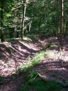 Der Mudauer „Heerhaag“: Stellenweise ist dieses Kulturdenkmal noch gut sichtbar, teilweiseverläuft hier auch die Landesgrenze (Foto: Landratsamt Neckar-Odenwald-Kreis)