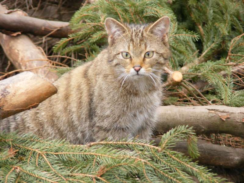 Auf dem ersten Blick sind die scheuen Wildkatzen nur schwer von Hauskatzen zu unterscheiden. (Foto: Senckenberg/Steyer)