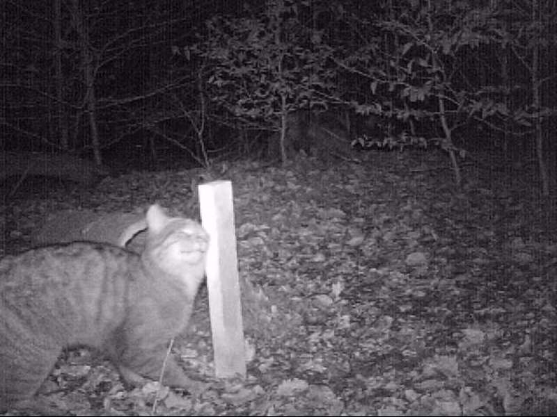 Wildkatze reibt sich an einem Lockstock und hinterlässt so Haare für eine genetische Untersuchung. (Foto: Don Bosco/Sannerz)