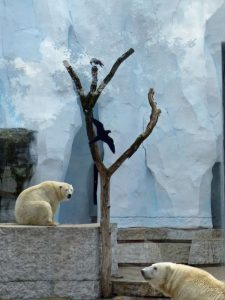 Eisbären im Zoo Karlsruhe vor frisch sanierten Kunstfelsen (Foto: Stadt Karlsruhe)