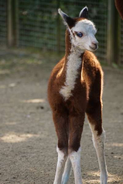 Alpaka Jungtier im August 2016 (Foto: Zoo Frankfurt)