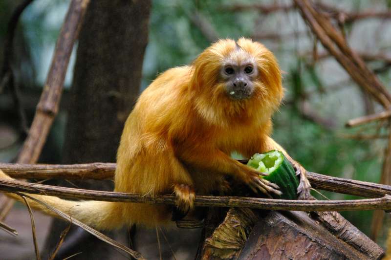 Goldgelbes Löwenäffchen im Zoo Heidelberg (Foto: Heidrun Knigge/Zoo Heidelberg)