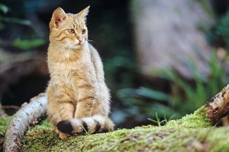 Wildkatze (Foto: Thomas Stephan / BUND)