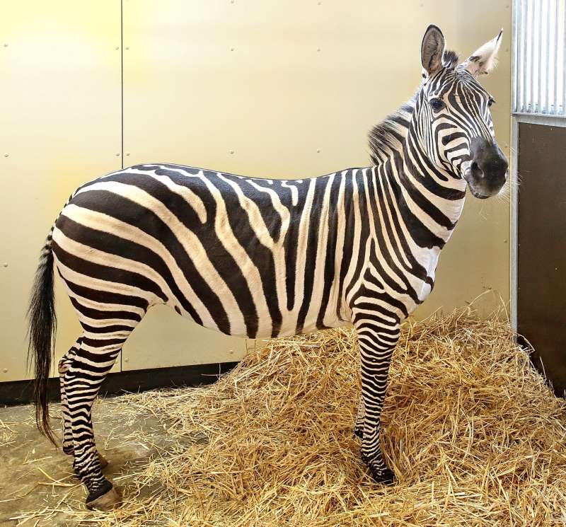 Die vier Böhm-Zebras bleiben zur Eingewöhnung zunächst im Stall (Foto: Stadt Karlsruhe)