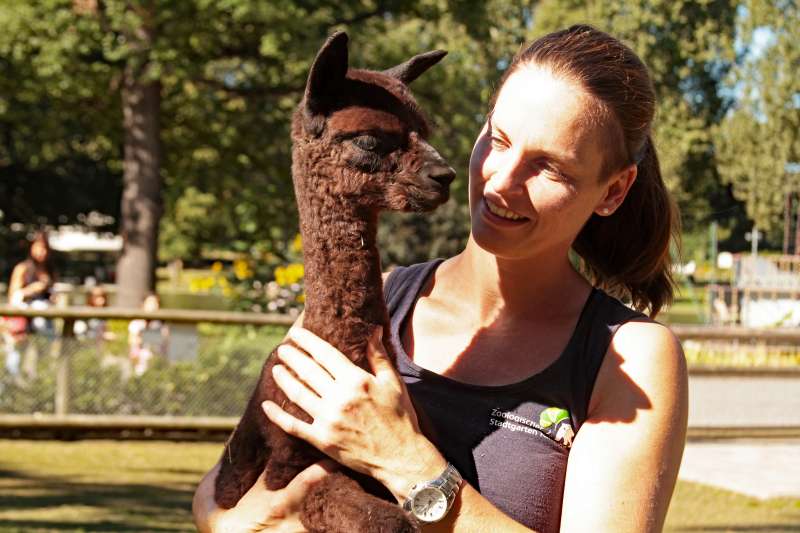 Tierpflegerin Elyna Baur mit Elroy, dem jungen Alpaka, im Zoo Karlsruhe (Foto: Zoo Karlsruhe)