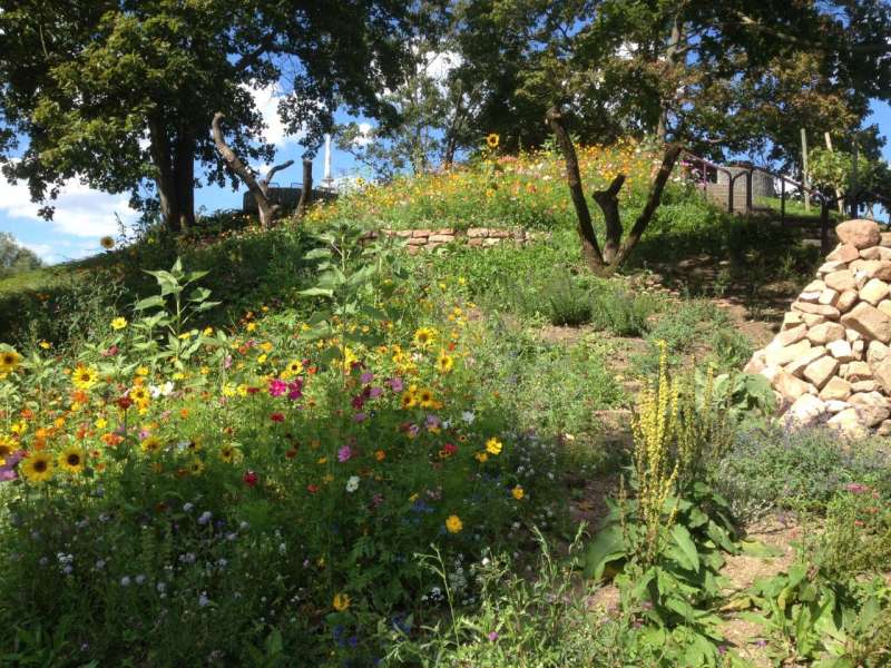 Der Bienenhügel im Luisenpark (Foto: Stadtpark Mannheim gemeinnützige GmbH)