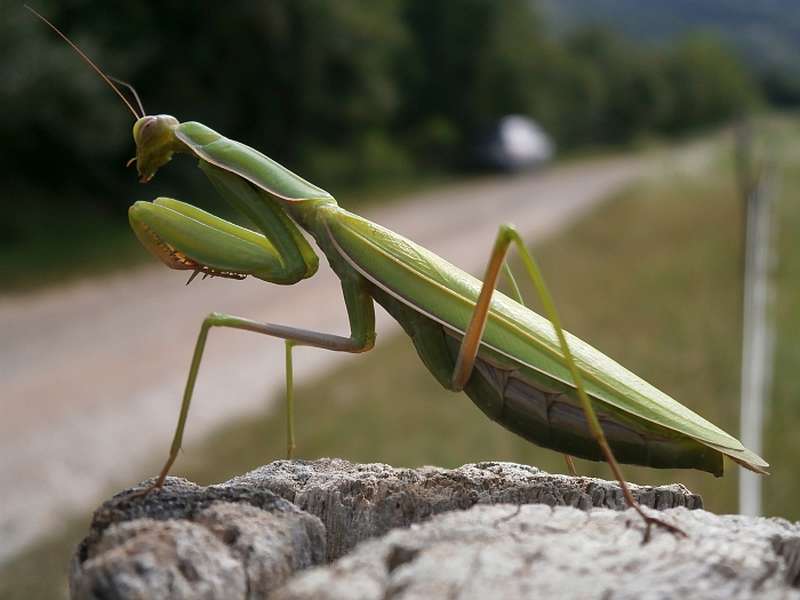 Insekt des Jahres 2017: Die Gottesanbeterin Mantis religiosa. (Foto: Senckenberg/Schmitt)