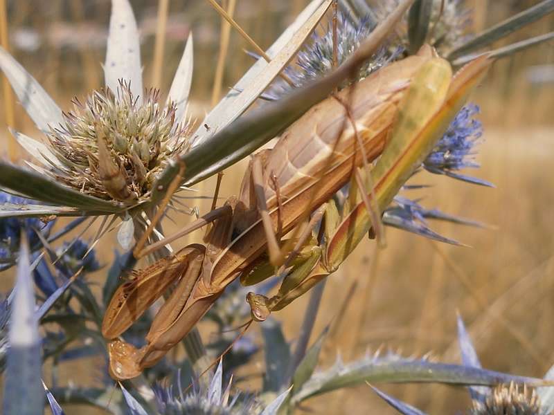 Die Paarung kann für das kleinere Männchen „kopflos“ enden. (Foto: Senckenberg/Schmitt)