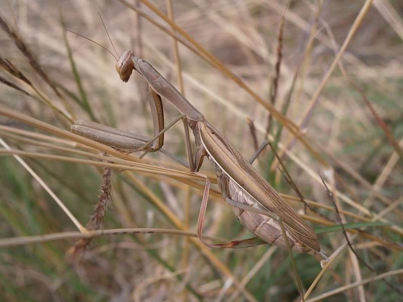 Die Färbung von Mantis religiosa reicht von hellbraun bis knallig-grün. (Foto: Senckenberg/Schmitt)