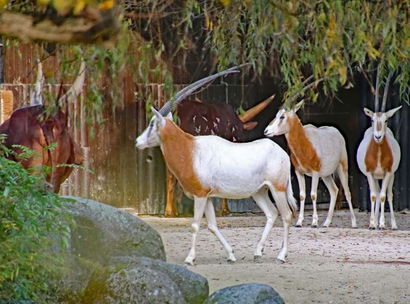 Der neue Bock in der Afrikasavanne im Zoo Karlsruhe (Foto: Zoo Karlsruhe)