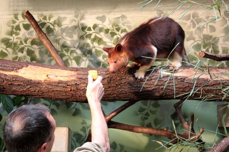 Baumkänguru Jaya-May bei Fütterung im Zoo (Foto: Zoo Frankfurt)