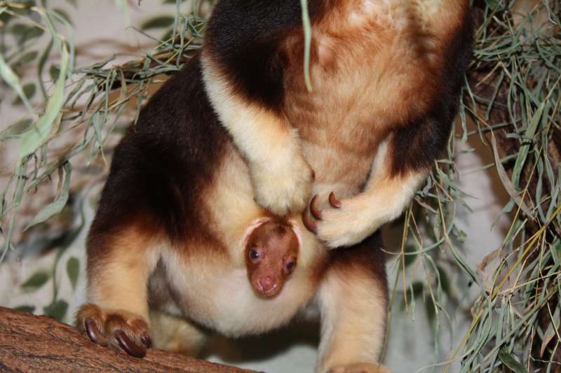 Jungtier im Beutel des Baumkängurus Jaya-May im Zoo (Foto: Zoo Frankfurt)