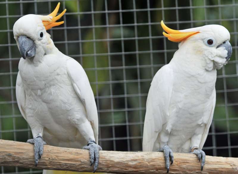 Orangehaubenkakadus stehen im Mittelpunkt des ersten Projekts (Foto: Zoo Karlsruhe)