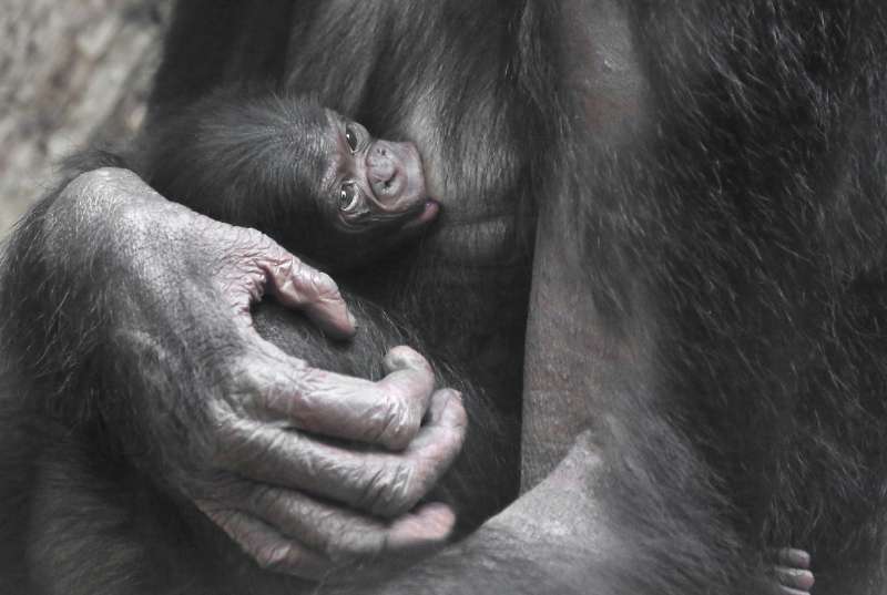 Bonobo BASHIRA mit Jungtier WOLO (Foto: Matthias Besant)