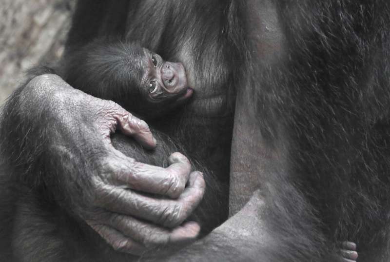 Bonobo BASHIRA mit Jungtier WOLO (Foto: Matthias Besant)