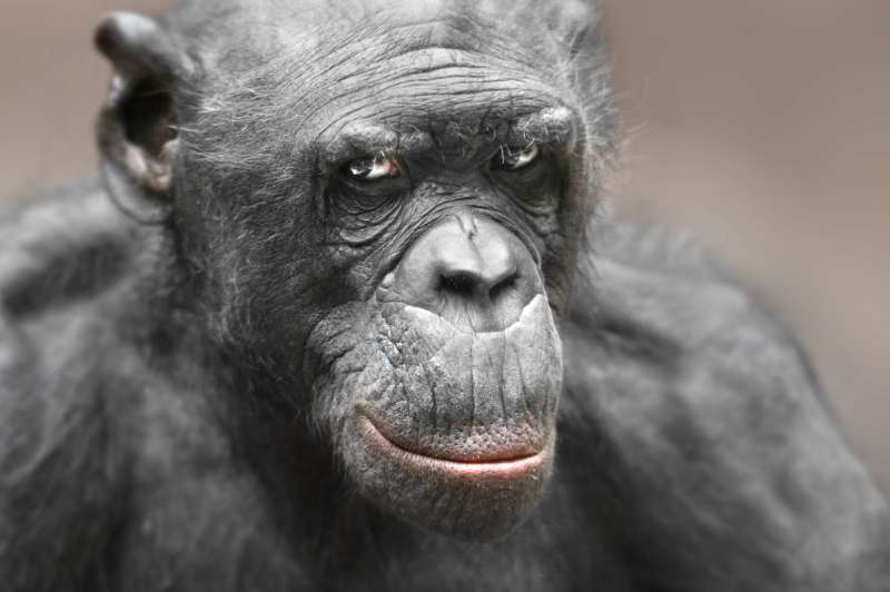 Bonobo LUDWIG (Foto: Matthias Besant)