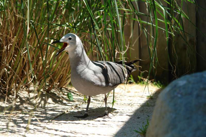 Ausgewachsene Graumöwe mit glattem, grauen Gefieder (Foto: S. Bruslund/Zoo Heidelberg)