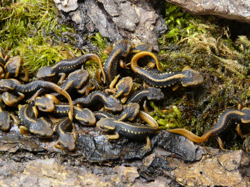 Krokodilmolche (Foto: Zoo Frankfurt)