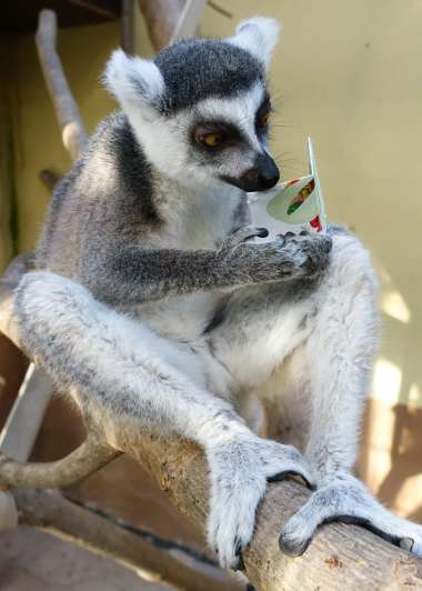 Da sich das Engagement der Teilnehmer auch lohnen soll, verloste der Tiergarten unter ihnen 10 Überraschungspakete. Katta „Palina“ prüfte die Angaben der Teilnehmer auf Vollständigkeit hin. (Foto: Freizeitbetriebe Worms)