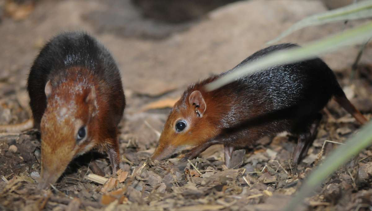 Rüsselhündchen (Foto: Zoo Rotterdam)