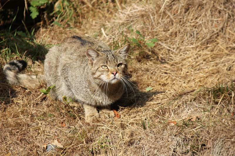 Wildkatze (Foto: Marlies Zimmermann)