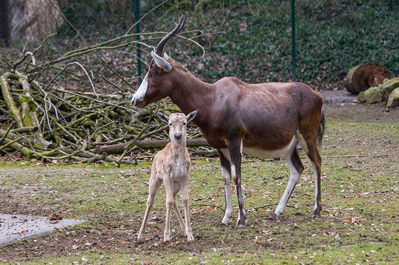 Der junge Blessbock „Jamal“ erkundet mit seiner Mutter die Anlage (Foto: Heidrun Knigge/Zoo Heidelberg)