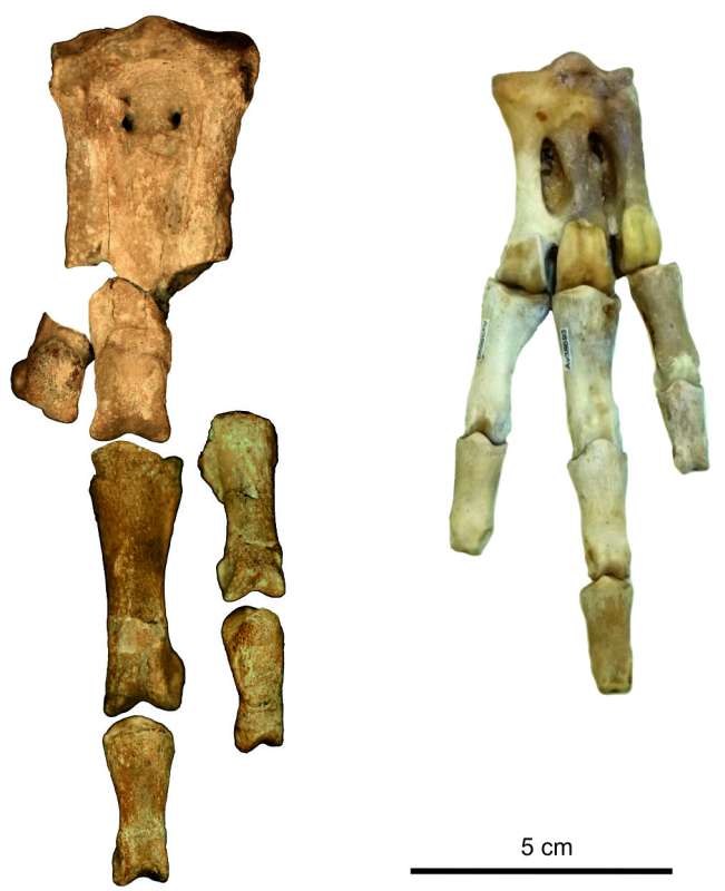 Die Fußknochen des neuen Riesenpinguins (links) im Vergleich mit denen eines Kaiserpinguins, dem größten lebenden Pinguin (rechts). © Senckenberg