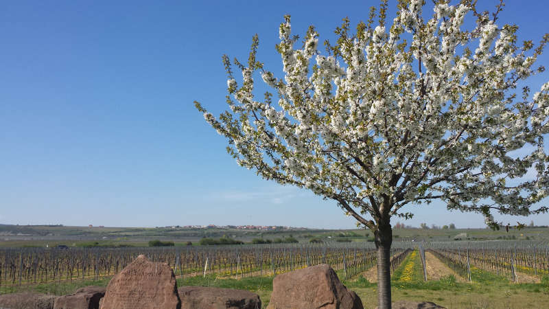 Herrliche Landschaft (Foto: Kultur- und Weinbotschafter Pfalz e.V.)