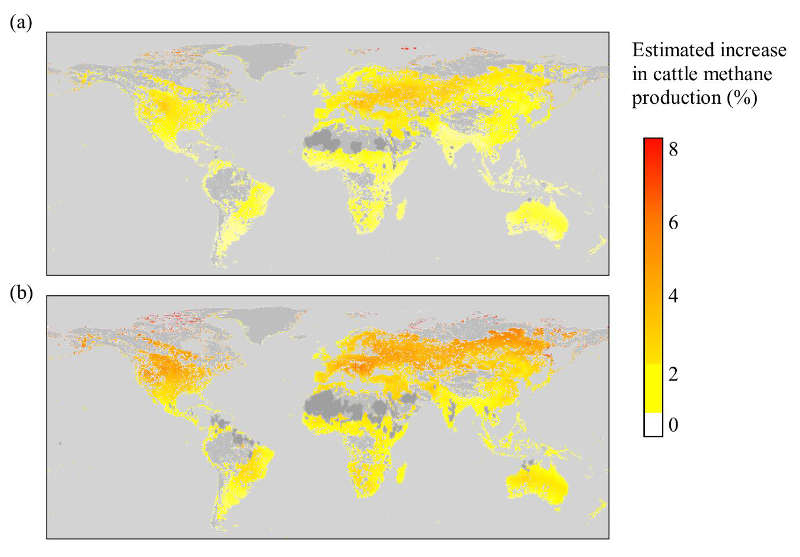 Klima- und Futterbedingter Anstieg der Methanemissionen durch Kühe (im %) bis 2050 mit (a) einem geschätzt niedrigem Temperaturanstieg und (b) einem geschätzt hohem Tempteraturanstieg. Regionen in hellgrau: bislang ungeeignet für Viehzucht, Regionen in dunkelgrau: vorhergesagter Temperaturanstieg auf über 30 Grad, außerhalb des Datensatzes. Copyright: Mark Lee, Royal Botanical Gardens, Kew