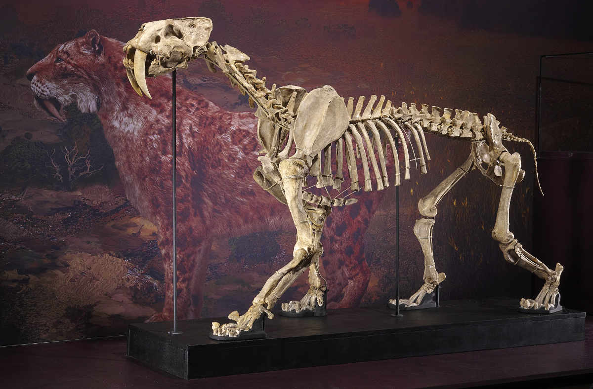 1:1-getreues Skelettmodell der in dieser Zeit ausgestorbenen Siedler-Säbelzahnkatze (Foto: Staatliches Museum für Naturkunde Karlsruhe)