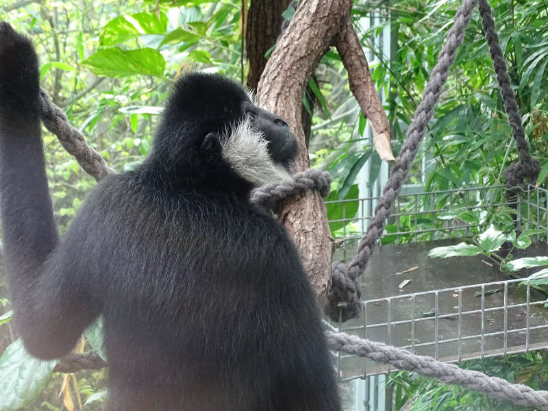 Weißwangengibbon JERRY (Foto: Zoo Frankfurt)