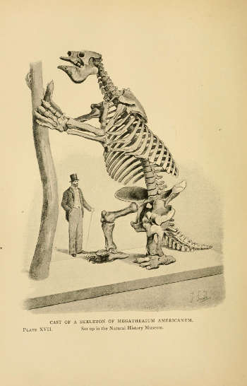 Lebte vor 10.000 Jahren und ernährte sich rein vegetarisch: das Riesenfaultier Megatherium. (Zeichnung von Joseph Smit, aus „Extinct Monsters; a Popular Account of Some of the Larger Forms of Ancient Animal Life')