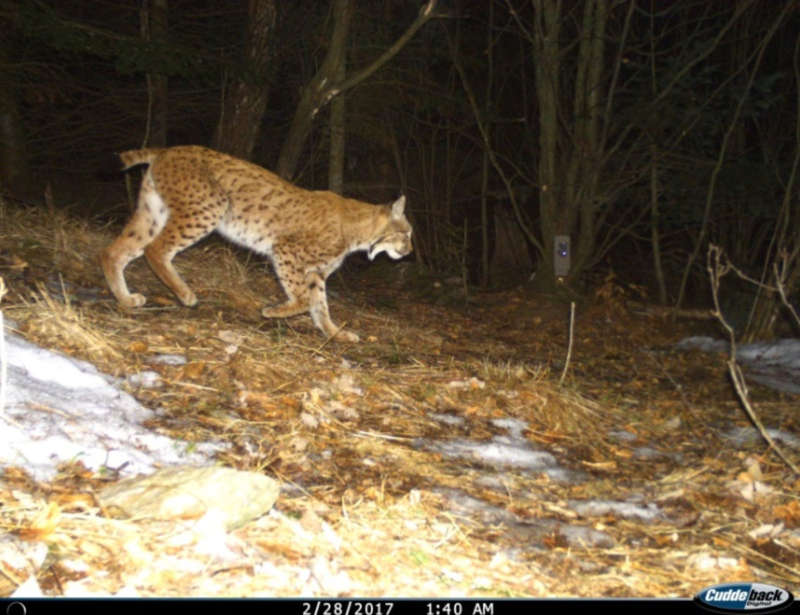 Luchs Cyrill, 6 Jahre alt (Foto: DIANA, Slowakei)