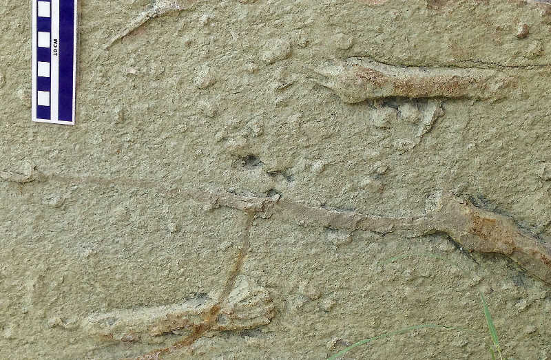 Handabdrücke von azhdharchiden Flugsauriern in einem Sandstein der spätesten Kreidezeit. Fundort: Rancho San Francisco bei Paredon, Nordost-Mexiko. (Foto: Wolfgang Stinnesbeck)