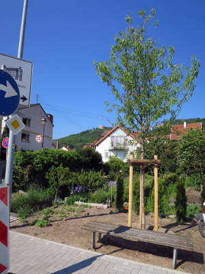 Gepflanzter Mandelbaum (Foto: Stadtverwaltung Neustadt)