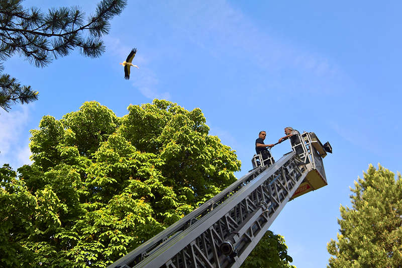 Um für die Beringung an ein Storchennest heranzukommen, braucht es oftmals einen Hubsteiger. (Foto: S. Bruslund/Zoo Heidelberg)