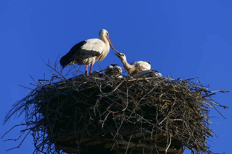 Durch die Erkennungsringe erhalten Experten wichtige Informationen zu Flugrouten und Lebensweise der Weißstörche. (Foto: S. Bruslund/Zoo Heidelberg)