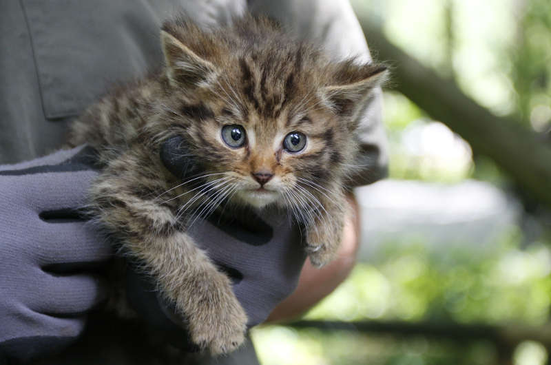 Portrait eines Katzenbabys (Foto: Erlebnispark Tripsdrill GmbH & Co. KG)