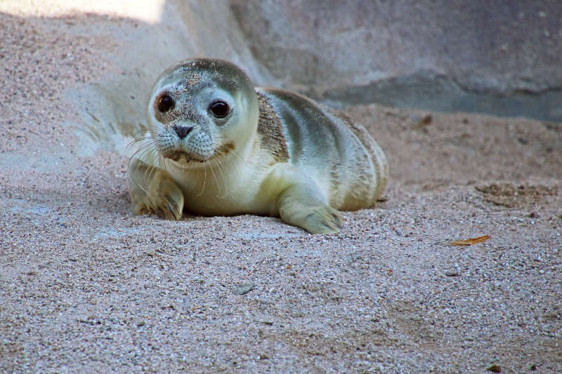 Der kleine Felix im Zoo Karlsruhe (Foto: Zoo Karlsruhe)