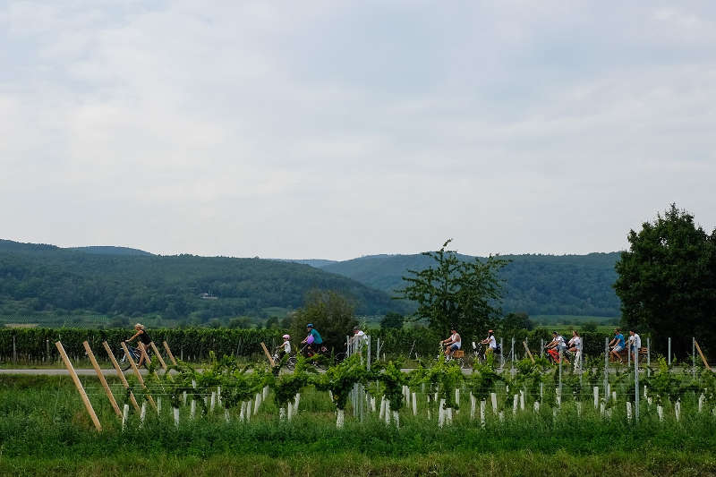 Fahrräder in Wingerte (Foto: Pfalzwein)