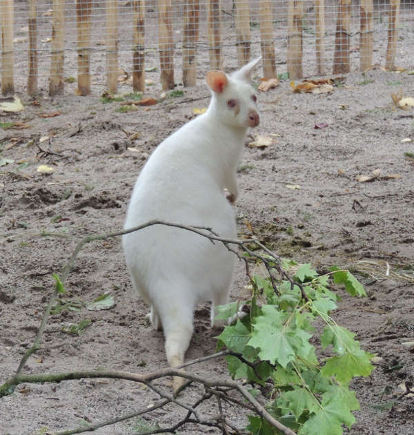 Albinoweibchen (Foto: Zoo Landau)