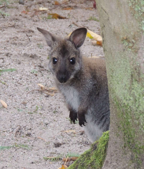 Jungtier (Foto: Zoo Landau)