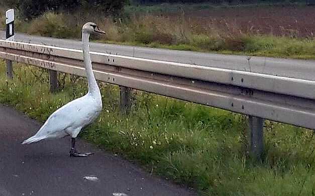 Ohne sich um die Verkehrsregeln zu scheren, spazierte der Schwan auf dem Standstreifen entlang