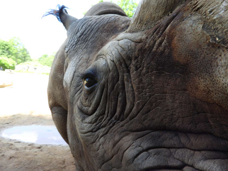 Nashorn KALUSHO, fotografiert von der 10-jährigen Elena Sofia Huertas Schneider