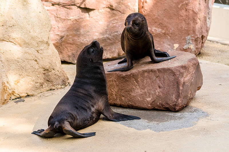 Die beiden Jungrobben im Zoo Heidelberg sind nun ein gutes Vierteljahr alt. (Foto: Peter Bastian)