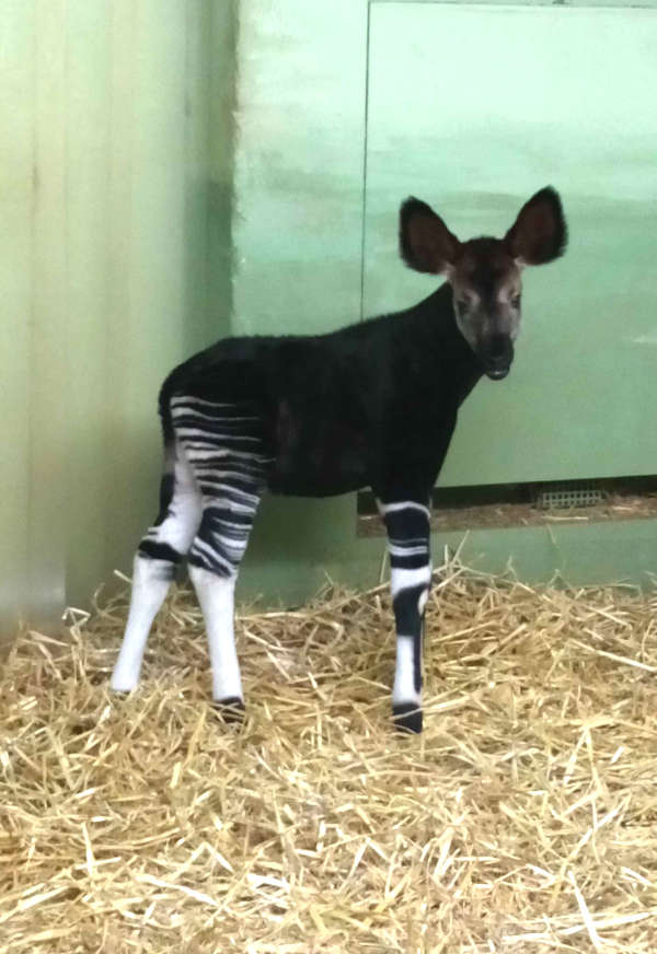 Okapi-Jungtier im Zoo (Foto: Zoo Frankfurt)