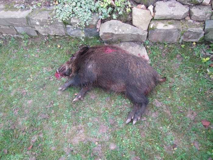 Das erlegte Wildschwein