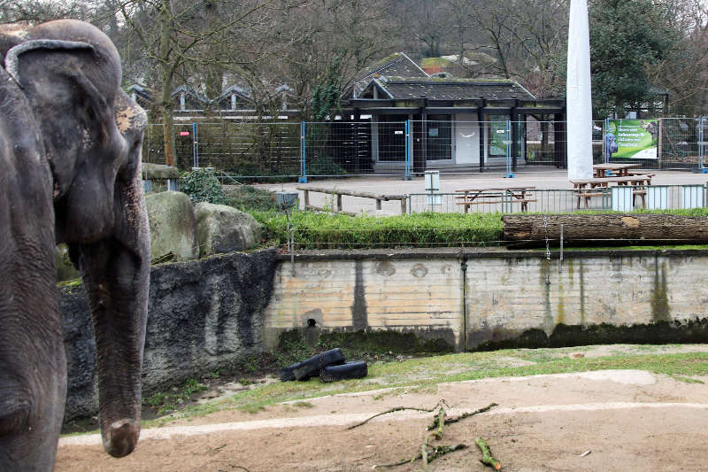 Der Blick von Elefantenkuh Rani geht in Richtung des alten Südamerikhauses. Dieses wird abgerissen, der dortige Bereich Teil der neuen Außenanlage (Foto: Zoo Karlsruhe)