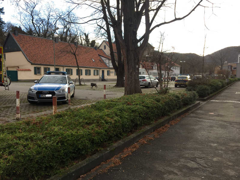 Wildschwein auf dem Weg Nachhause